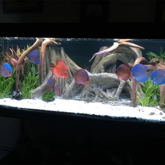 1,5 bis 2 Meter Neutralweiß komplettes Set Aquarium LED Streifen