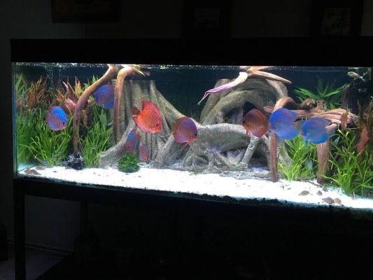 1,5 bis 2 Meter Aquarium LED Streifen Kaltweiß