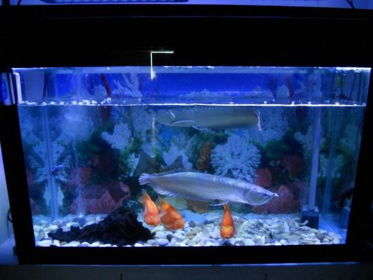 2,5 bis 5 Meter Aquarium LED Streifen Blau