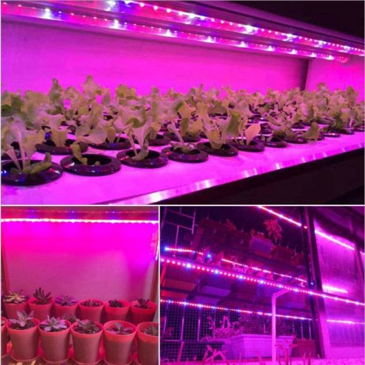 5 Meter Pflanzen LED Streifen IP20 24V - R:B=5:1 - 120 Led's p/m