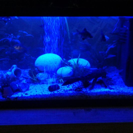 50 bis 70 cm Aquarium LED Streifen Blau