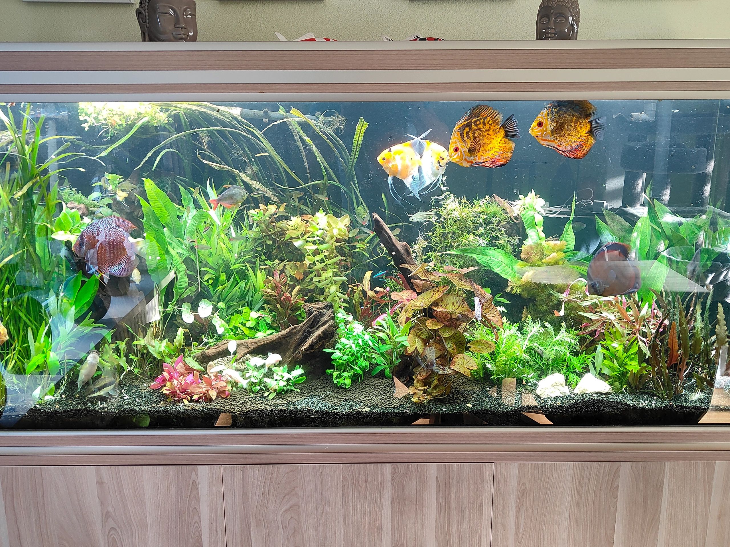 Time Steuerung Set 'Advanced' < 70cm