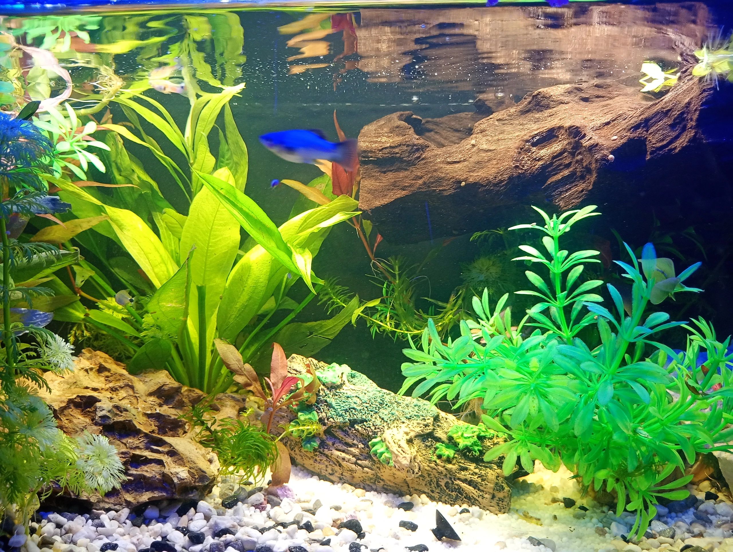 1,5 bis 2 Meter Aquarium LED Streifen Blau
