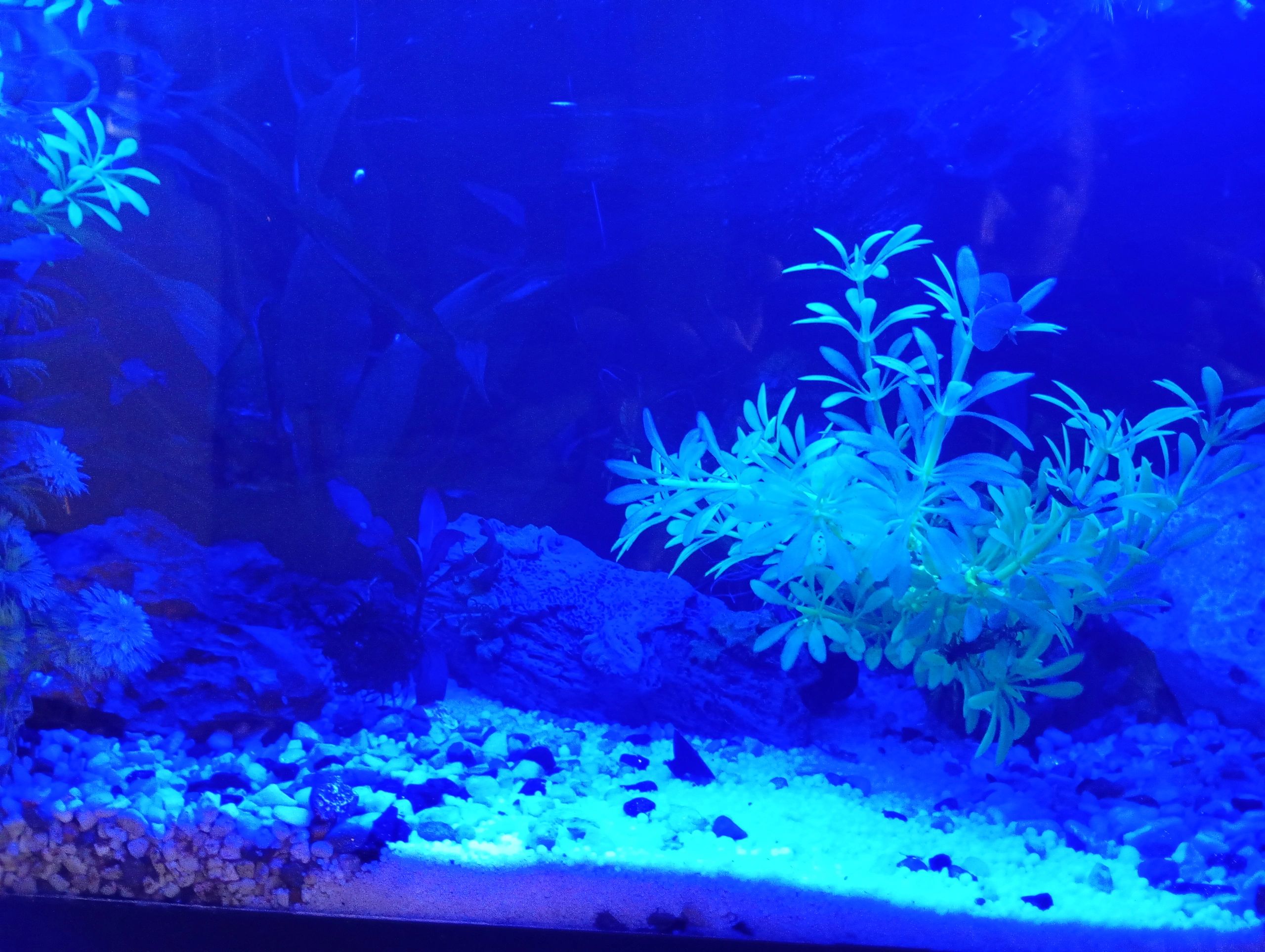 1,5 bis 2 Meter Aquarium LED Streifen Blau