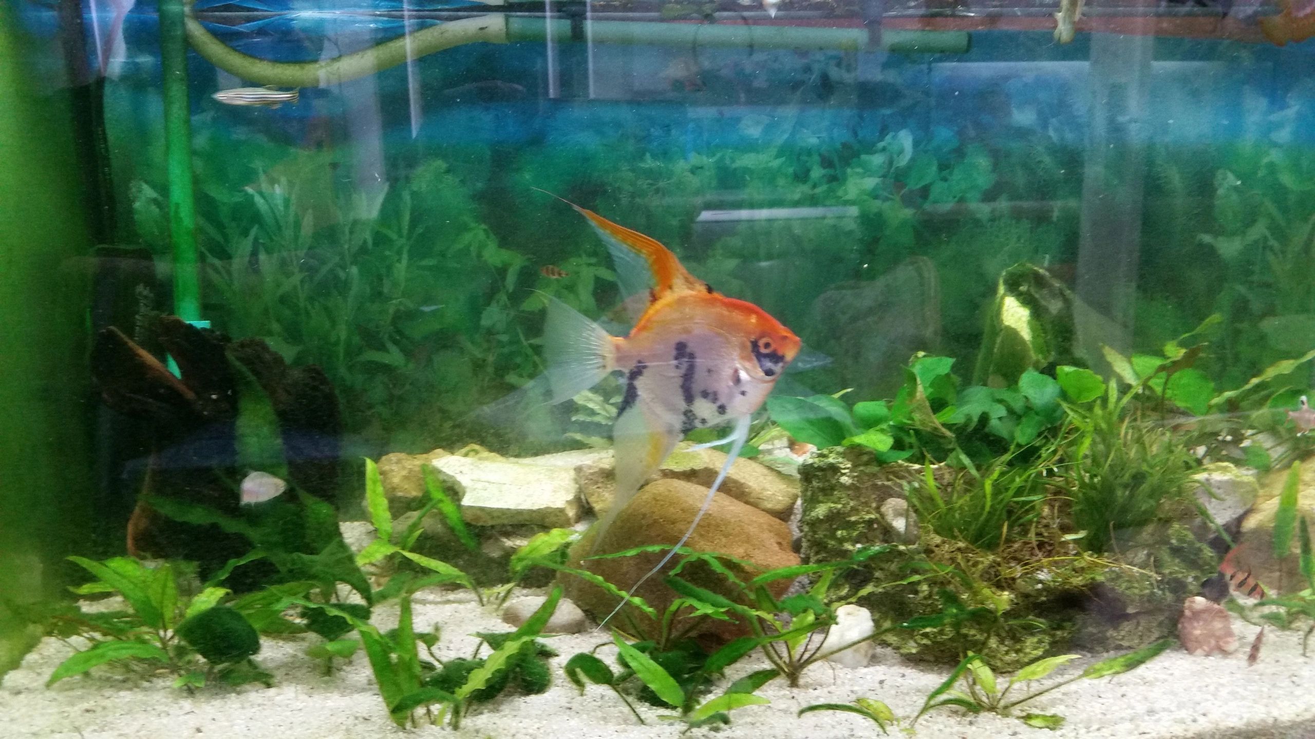 75 cm wasserdichtes Verlängerungskabel einfarbig