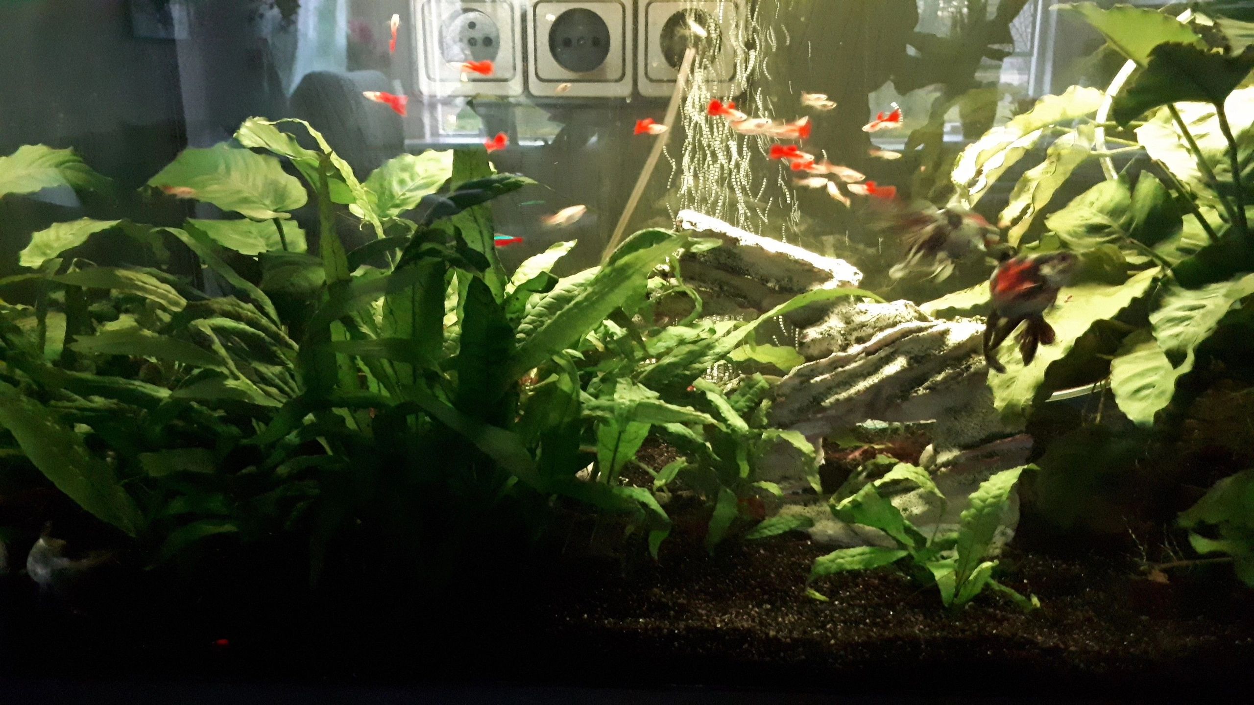 RGB LED Streifen einfarbiger Streifen 50 - 70 cm komplettes Set