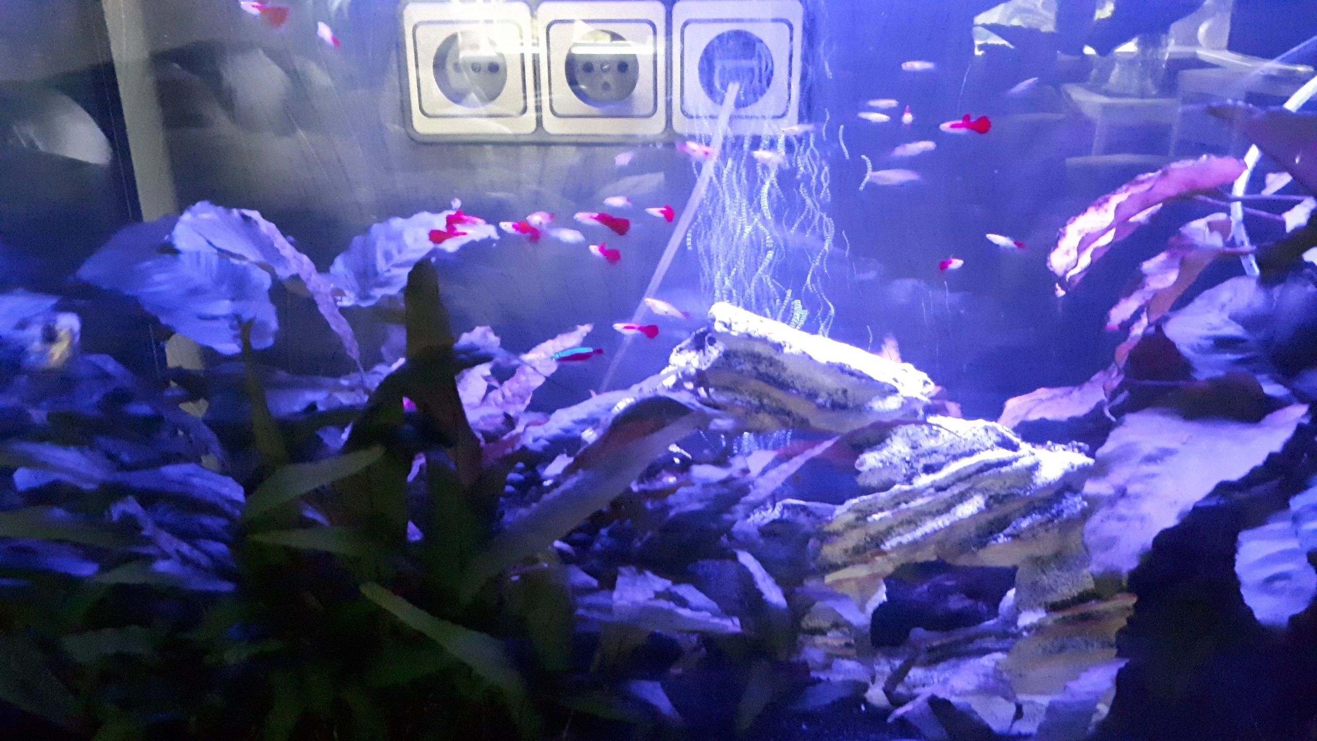 RGB LED Streifen einfarbiger Streifen 50 - 70 cm komplettes Set