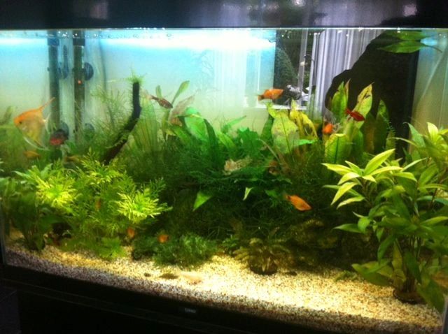 2 x RGB LED Streifen + 1 einfarbigen Streifen: 70 - 100 cm komplettes Set