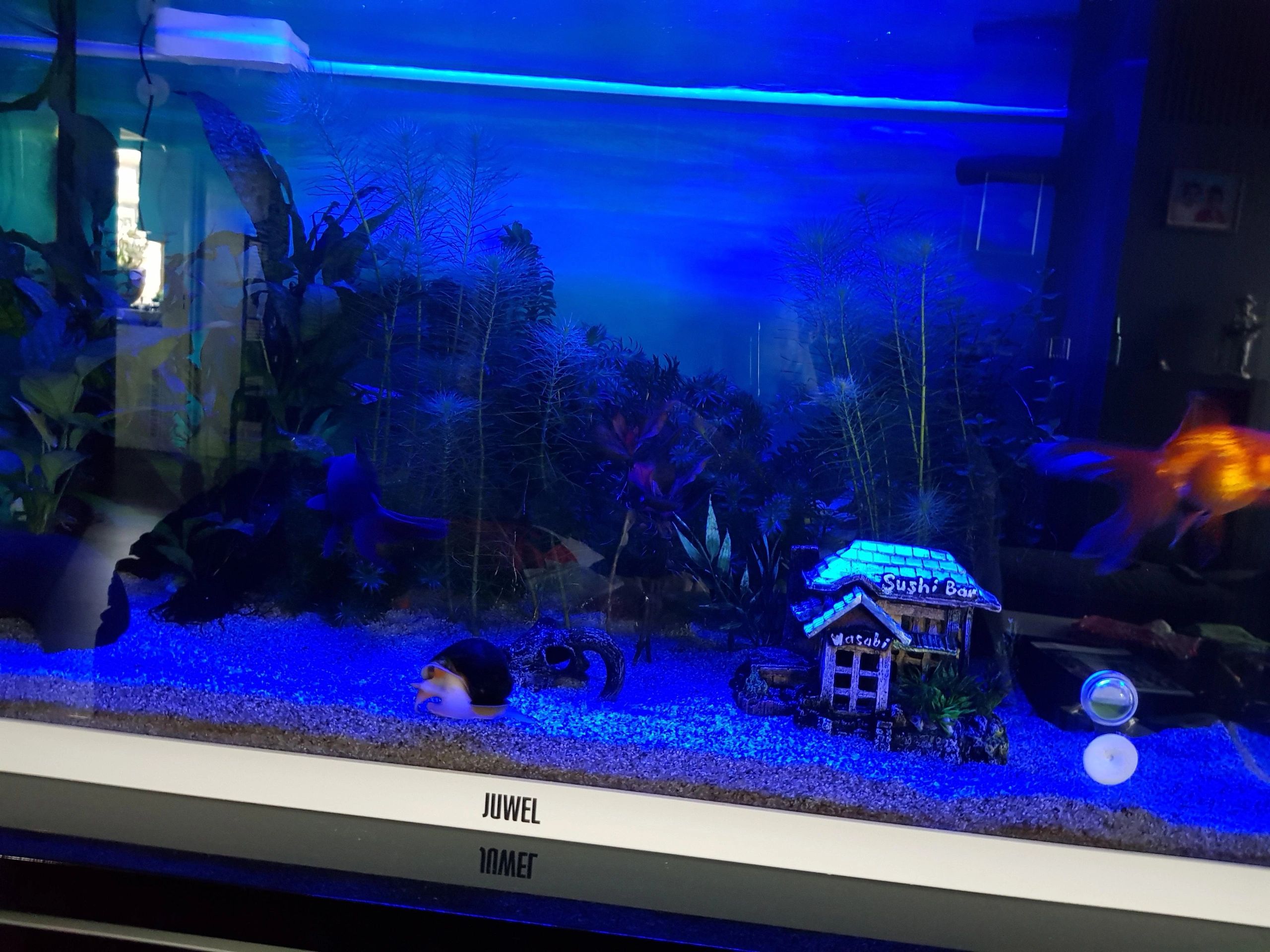 2 bis 2,5 Meter Blau komplettes Set Aquarium LED Streifen