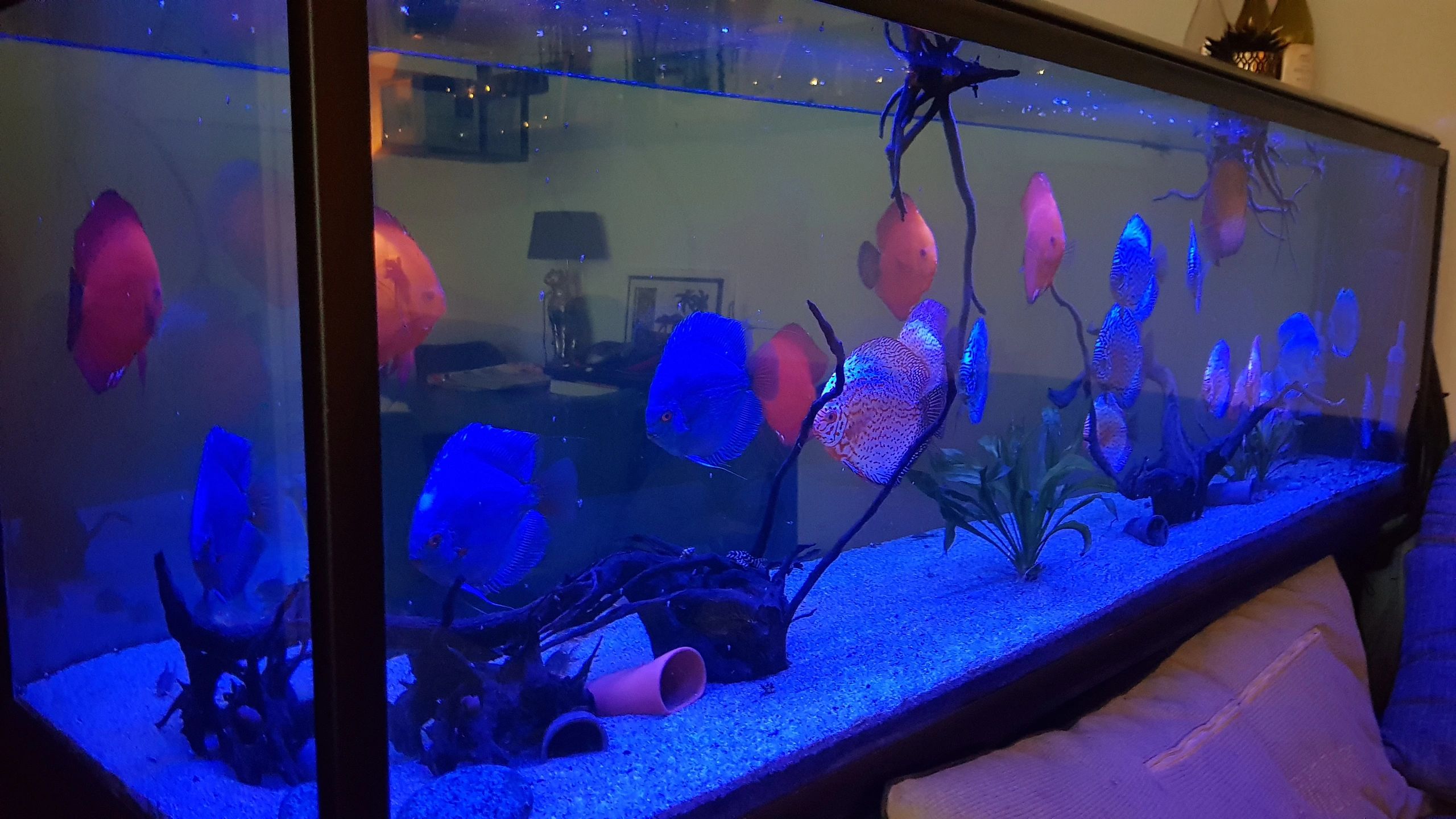 50 bis 70 cm Aquarium LED Streifen Blau