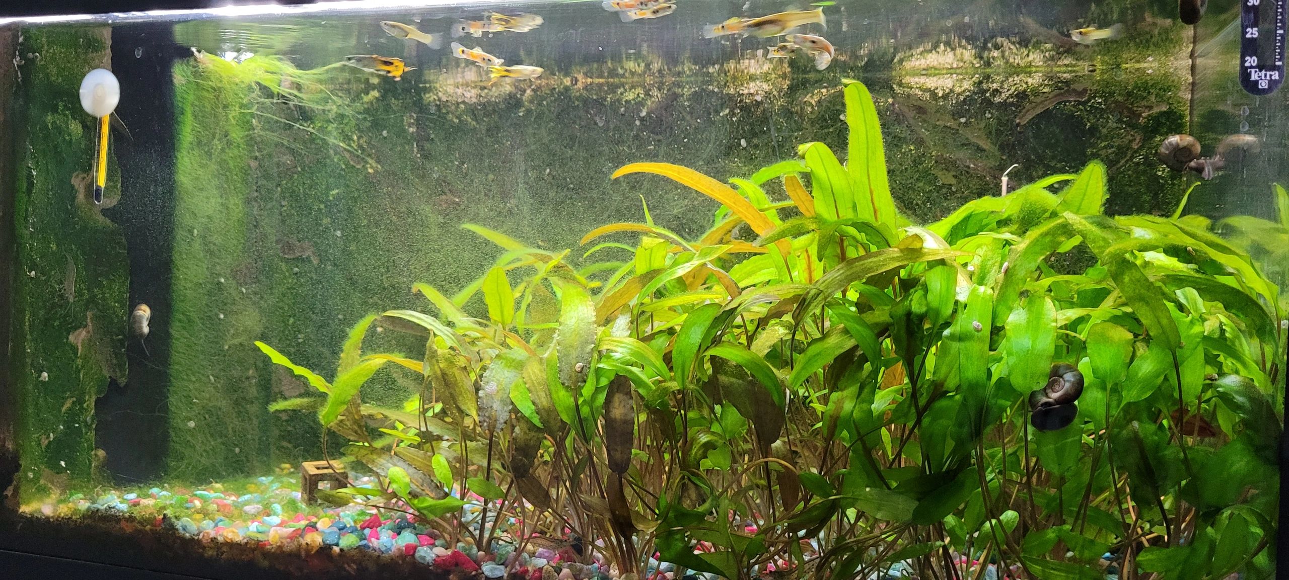 70 bis 100 cm Neutralweiß komplettes Set Aquarium LED Streifen