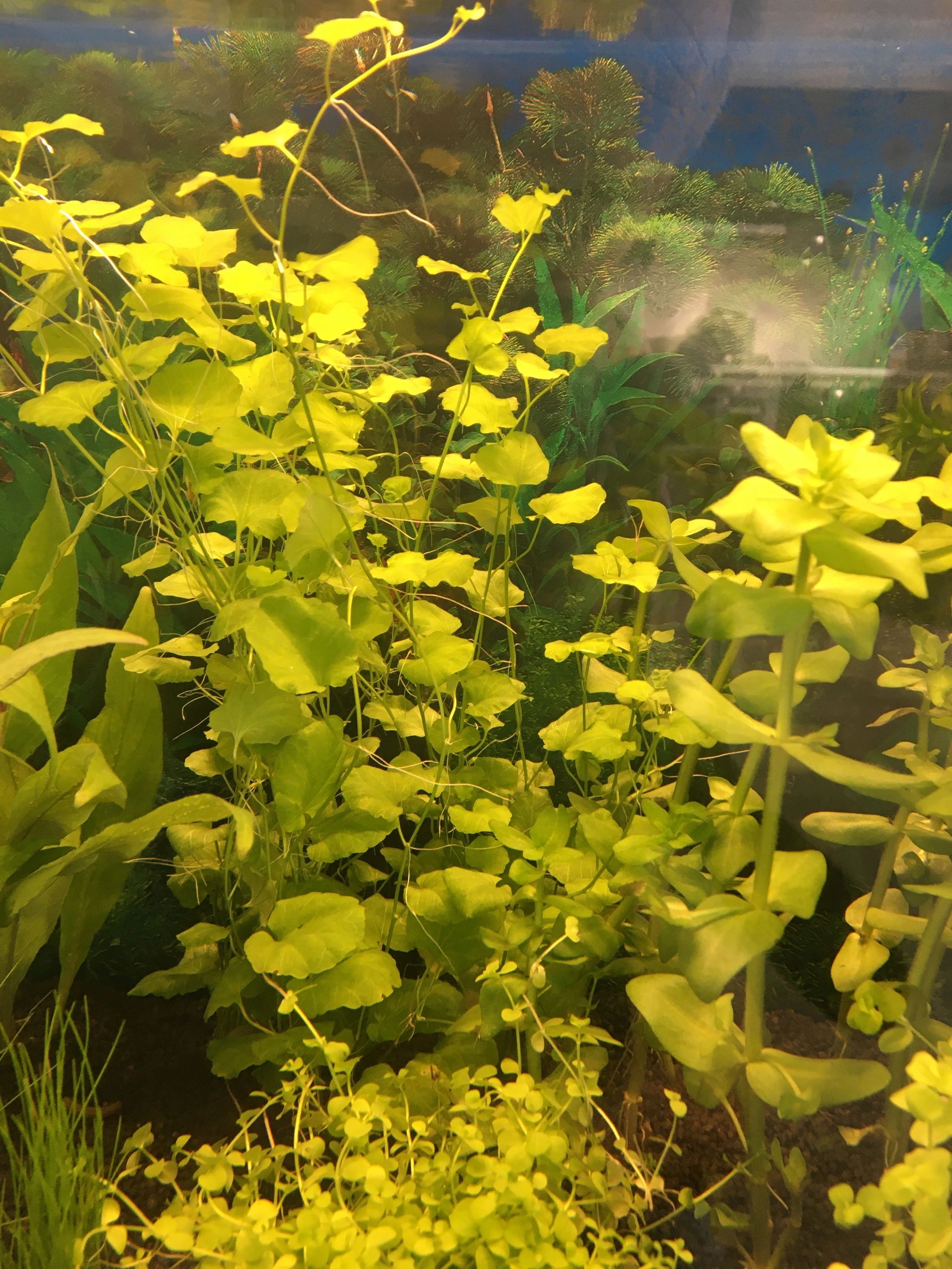 2 bis 2,5 Meter Warmweiß komplettes Set Aquarium LED Streifen