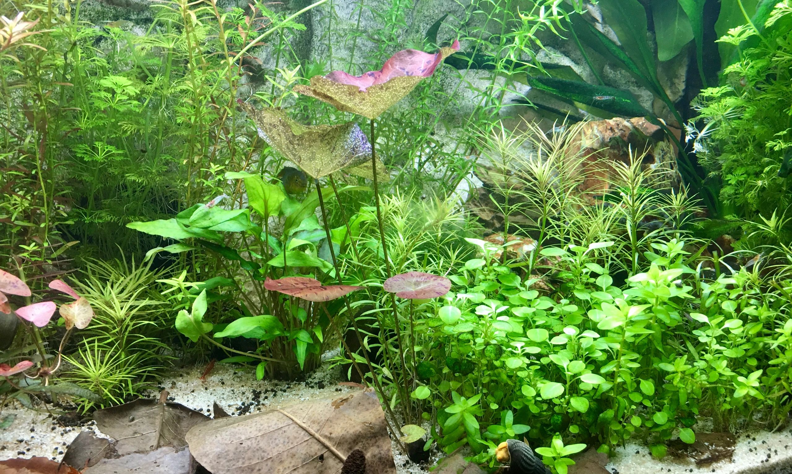 36 Watt - 24V / 1.5A Adapter für LED Streifen