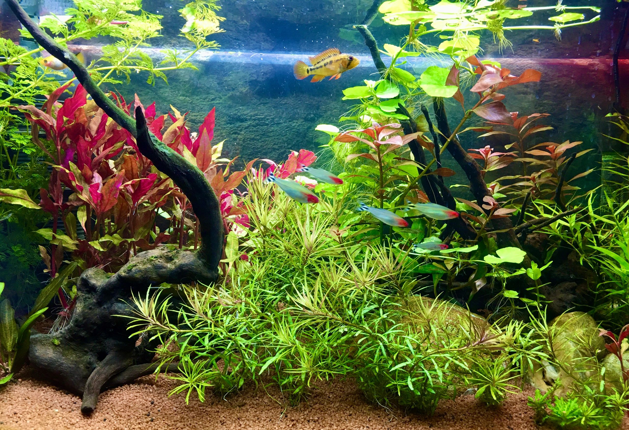 36 Watt - 24V / 1.5A Adapter für LED Streifen