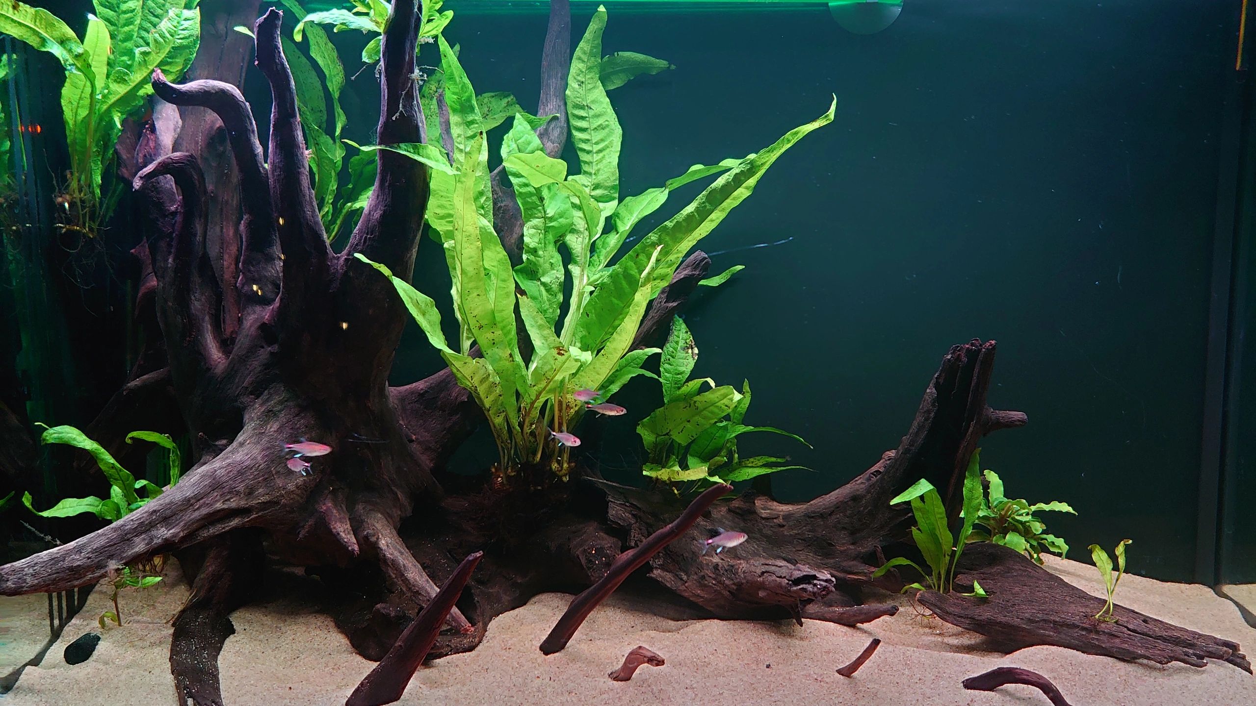 2,5 bis 5 Meter RGB komplettes Set Aquarium LED Streifen