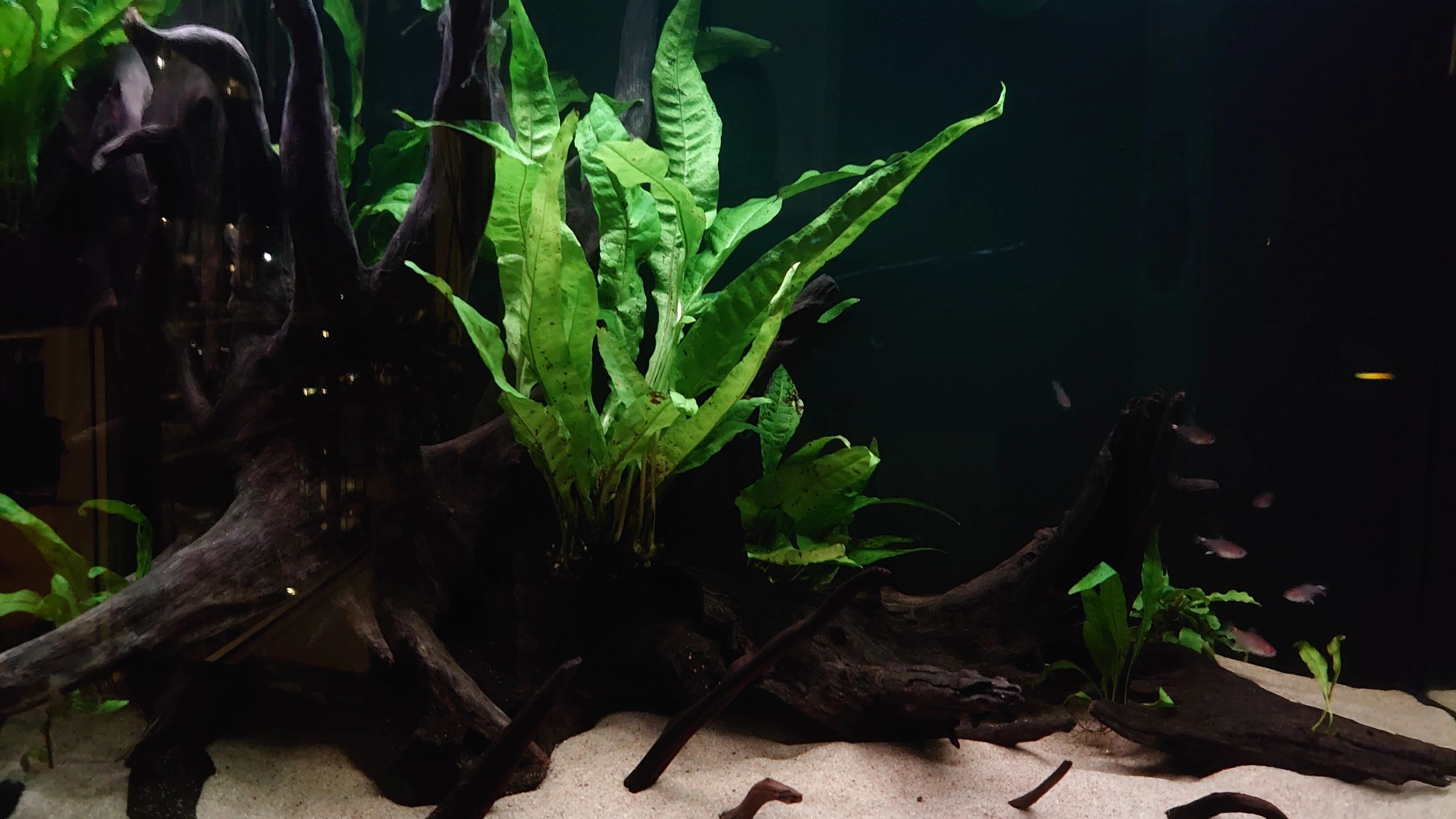 2,5 bis 5 Meter RGB komplettes Set Aquarium LED Streifen