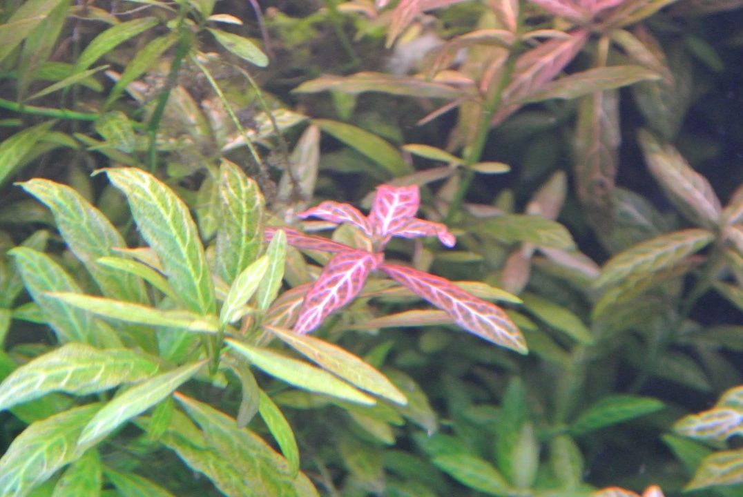 70 bis 100 cm Neutralweiß komplettes Set Aquarium LED Streifen