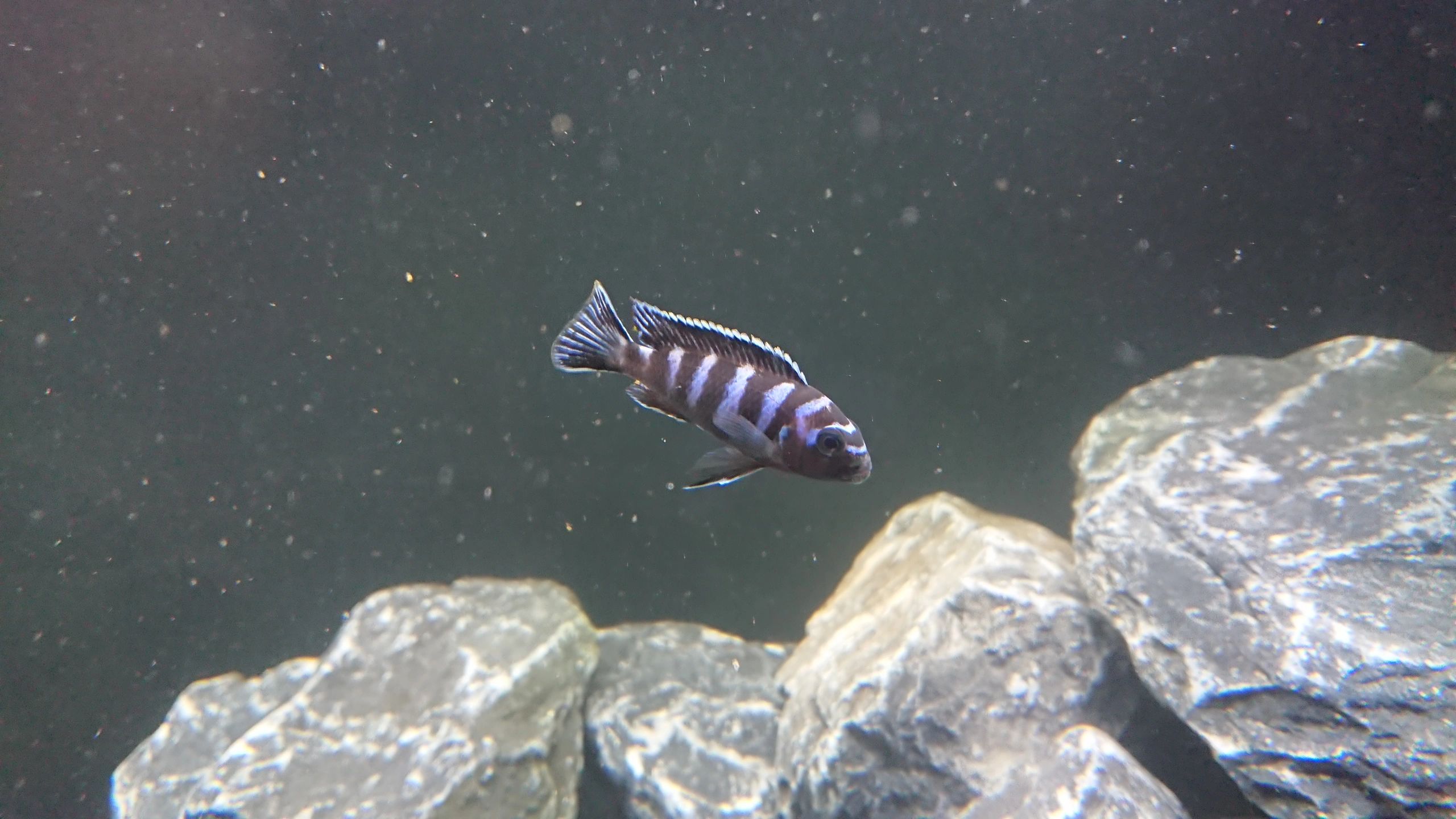 Time Steuerung Set 'Advanced' < 70cm