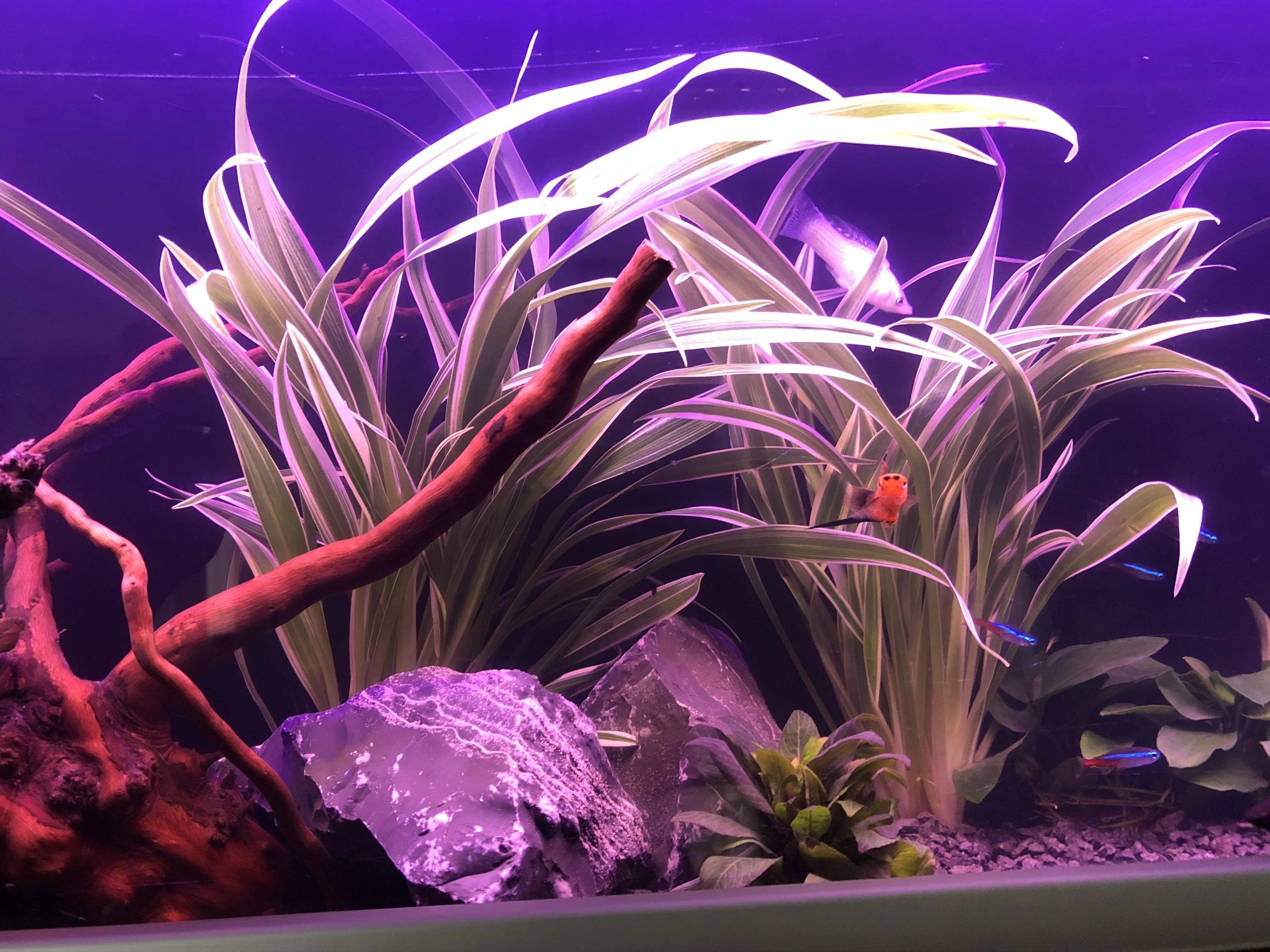 2 bis 2,5 Meter Warmweiß komplettes Set Aquarium LED Streifen