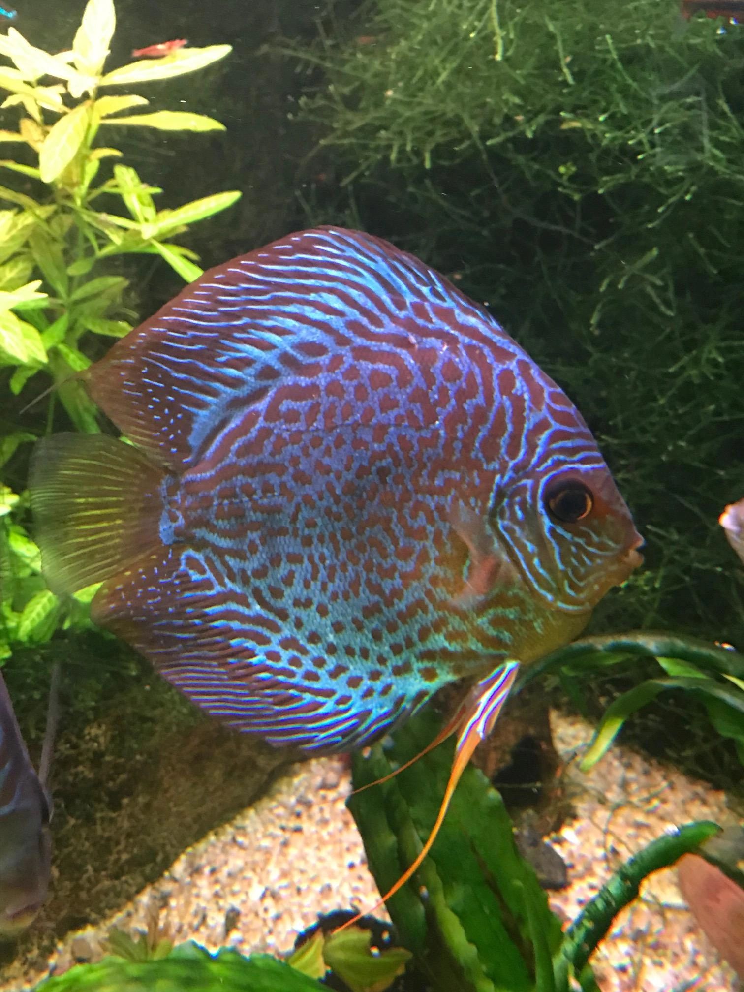 70 bis 100 cm Neutralweiß komplettes Set Aquarium LED Streifen