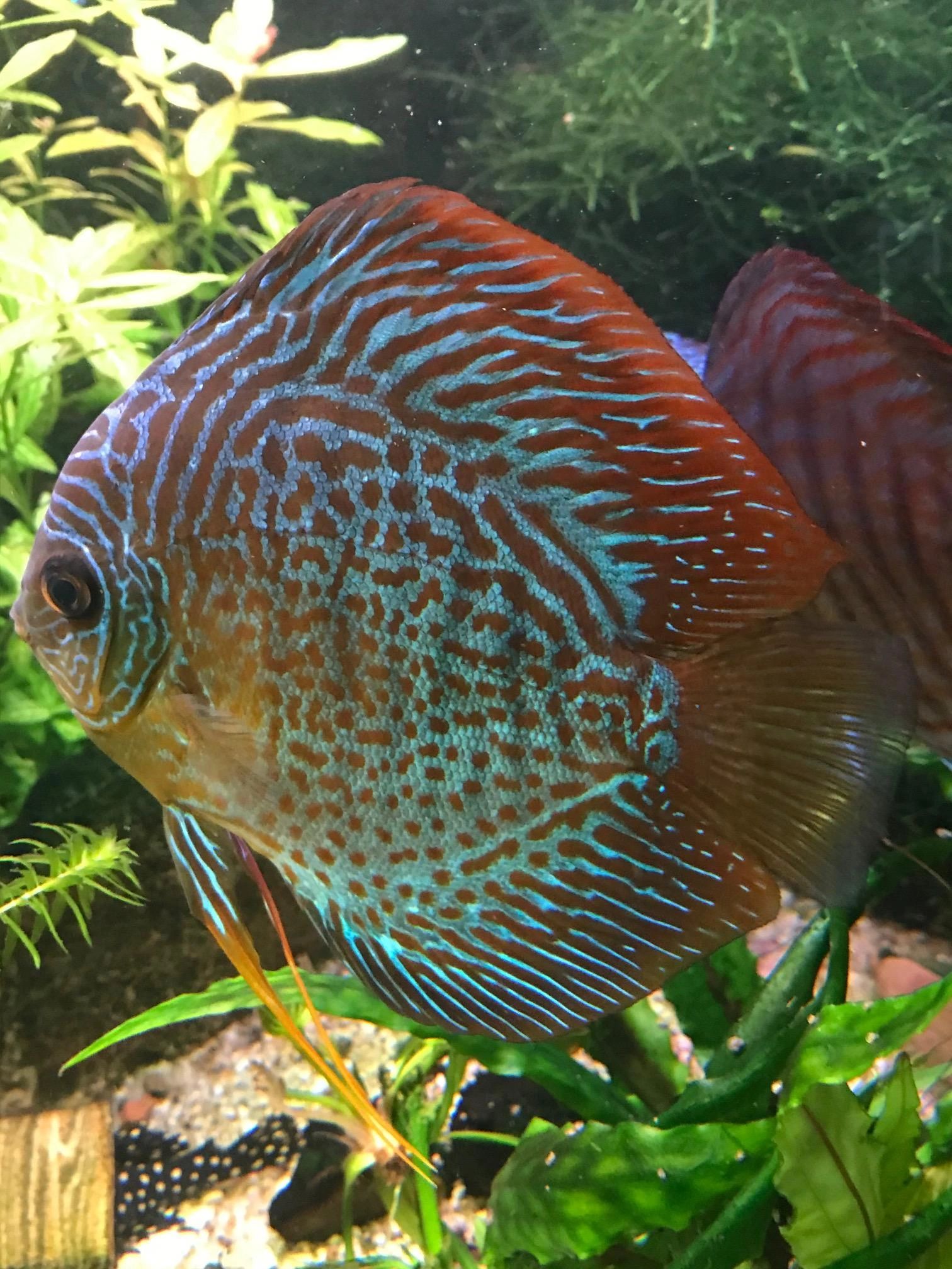 70 bis 100 cm Neutralweiß komplettes Set Aquarium LED Streifen