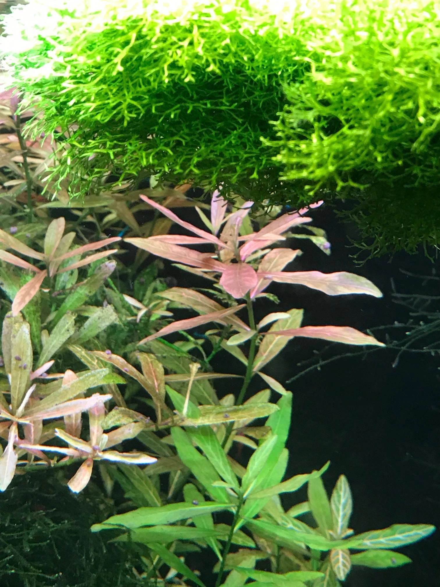 70 bis 100 cm Neutralweiß komplettes Set Aquarium LED Streifen