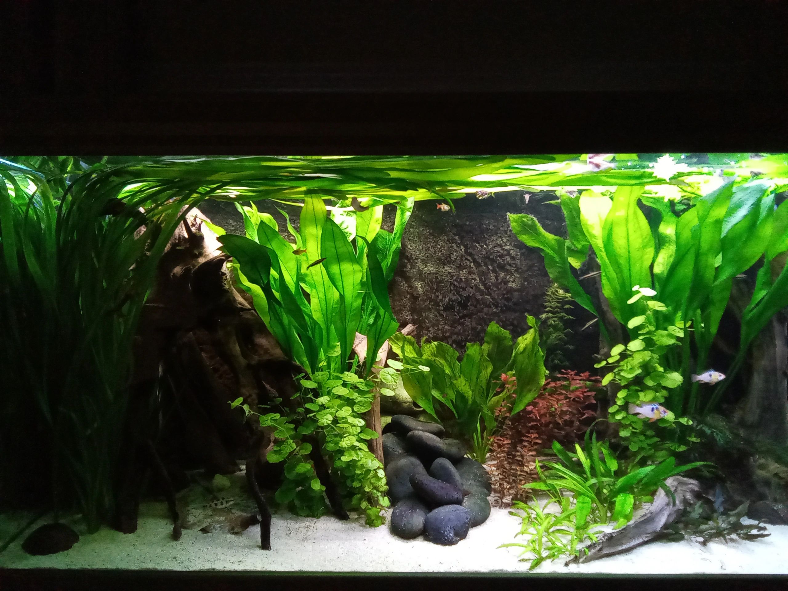 48 Watt - 24 V / 2A -Adapter für LED -Streifen