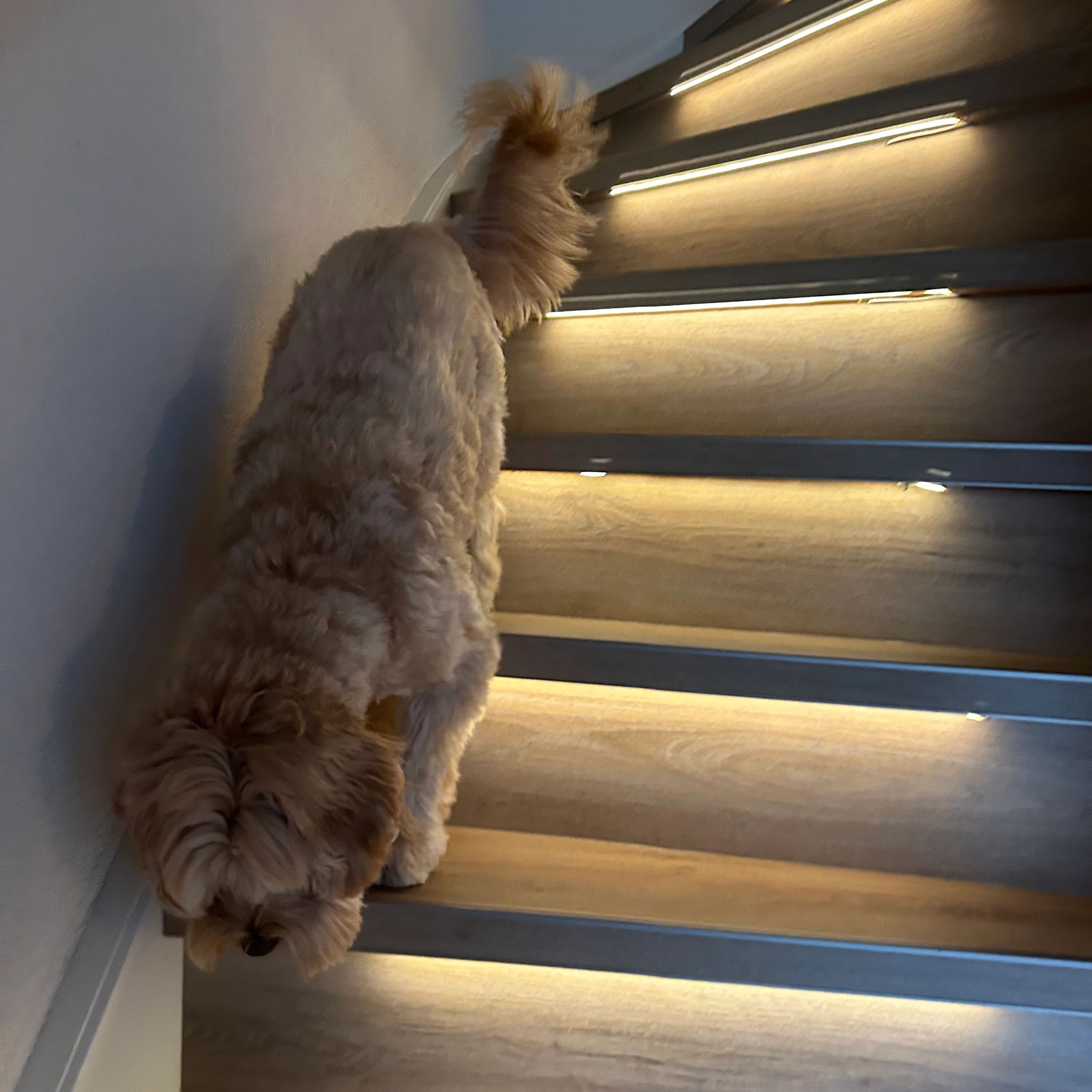 Dynamisches Treppenbeleuchtungsset Premium 50 cm