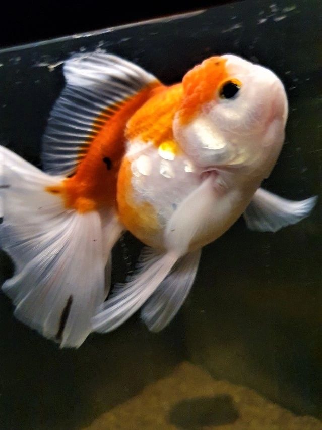 2 bis 2,5 Meter Aquarium LED Streifen Warmweiß